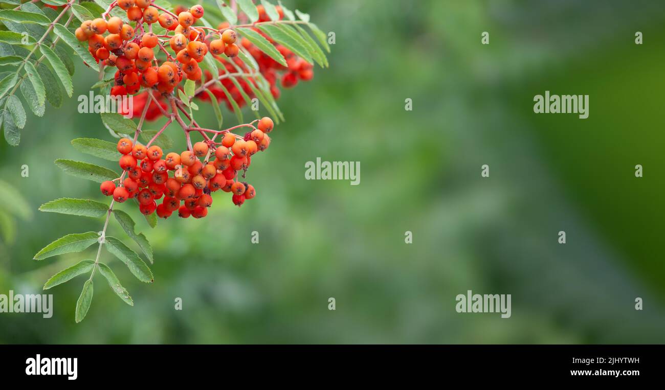 Rowan on a branch. Sorbus medicinal plant, a bunch of berry on a branch, photo on a blurred background. Stock Photo