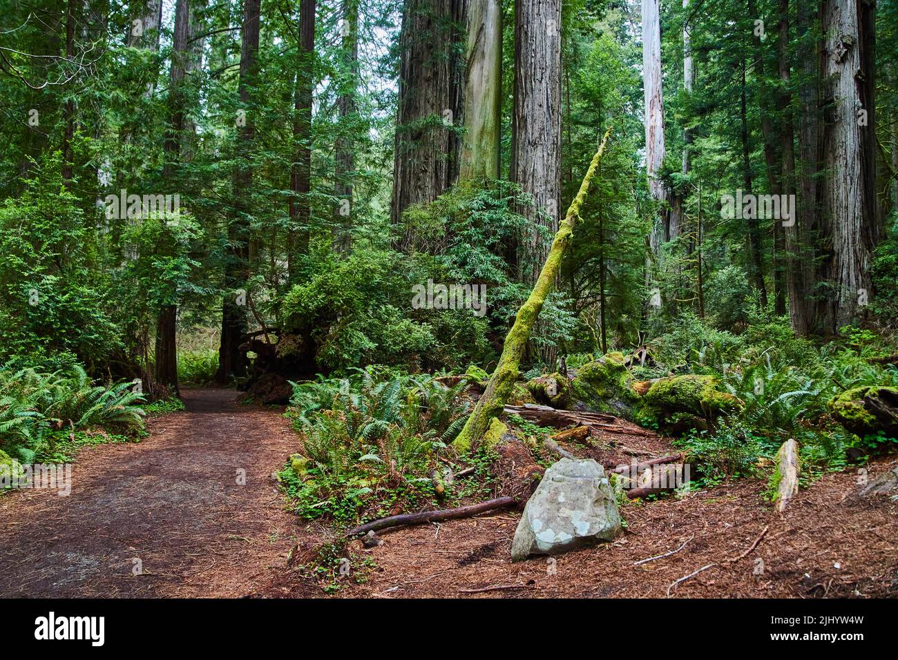 Walking path through majestic forest Stock Photo