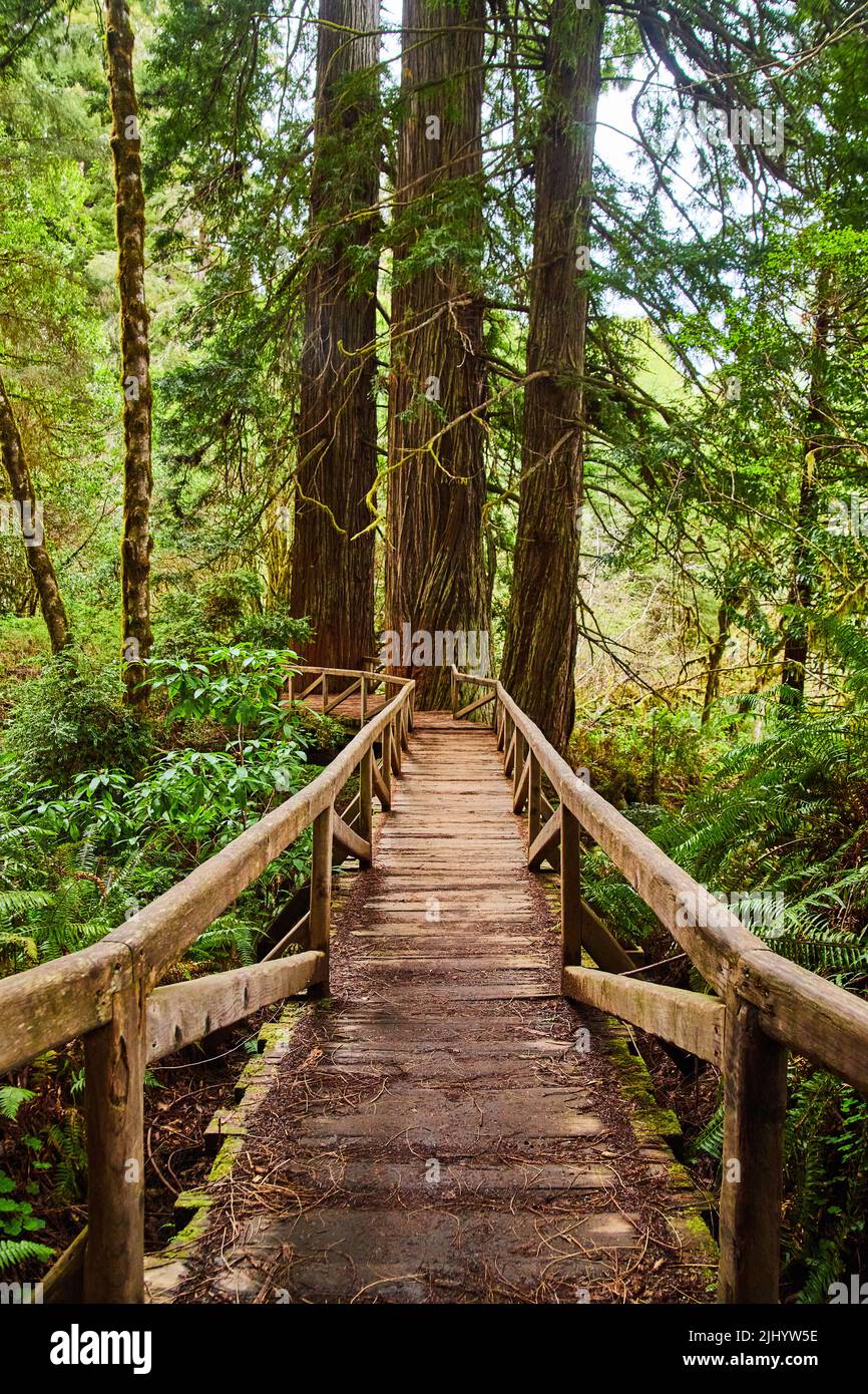 Wood bridge leading to Redwood trees in forest Stock Photo - Alamy