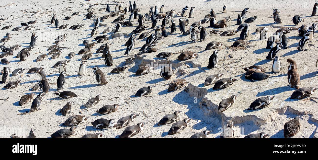 A waddle of penguins relaxing in the sun in Cape Town, South African. A group of wild animals enjoying the warmth on a peaceful sunny day. Many birds Stock Photo