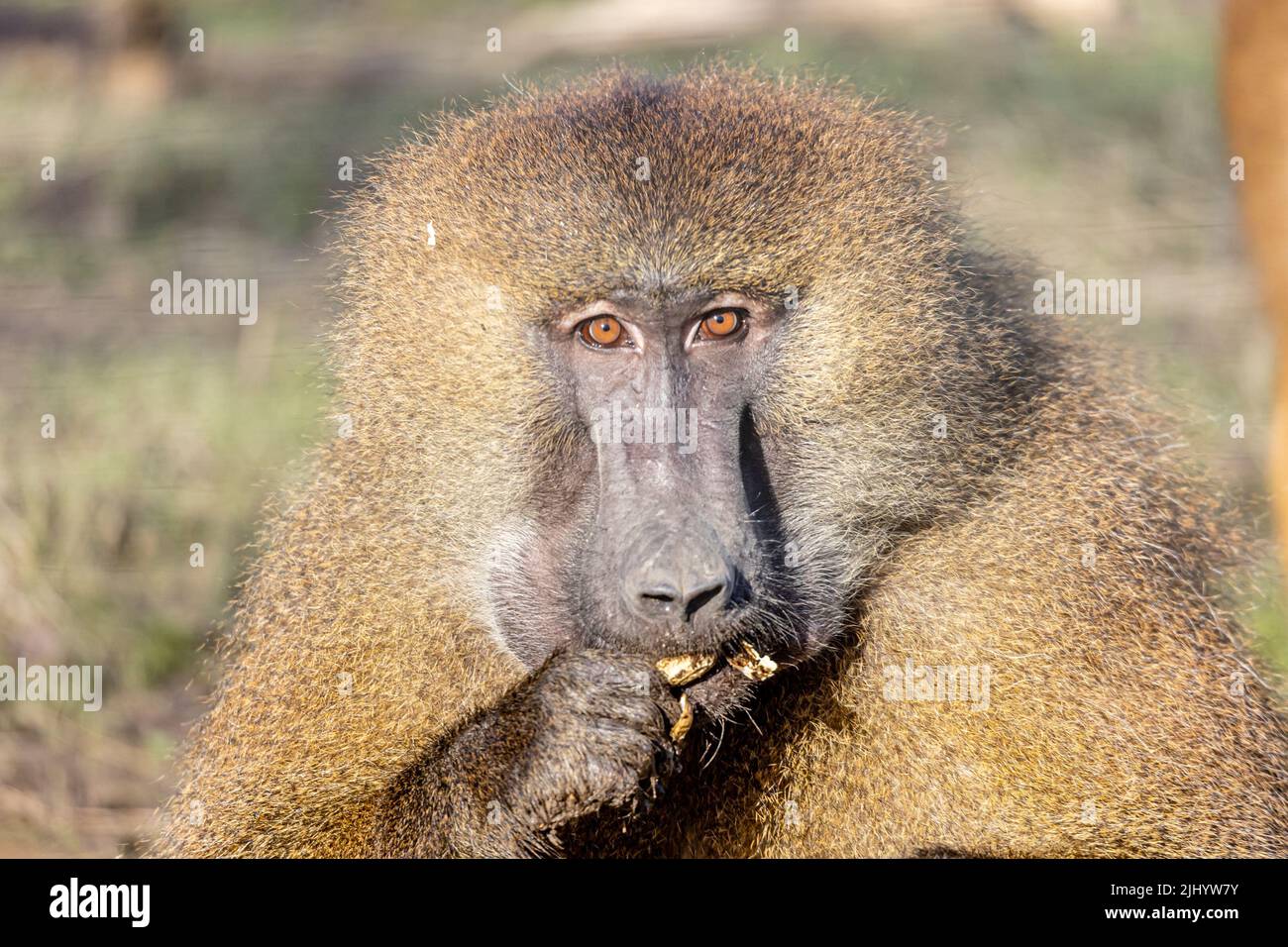 This photo was taken following a stay at Port Lympne wildlife park, the Guinea Baboon are great monkeys to photo Stock Photo