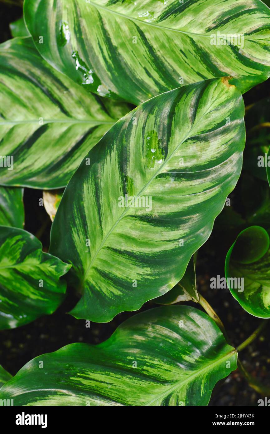 Tropical 'Calathea Louisae' plant with multicolored green stripe pattern on leaves Stock Photo