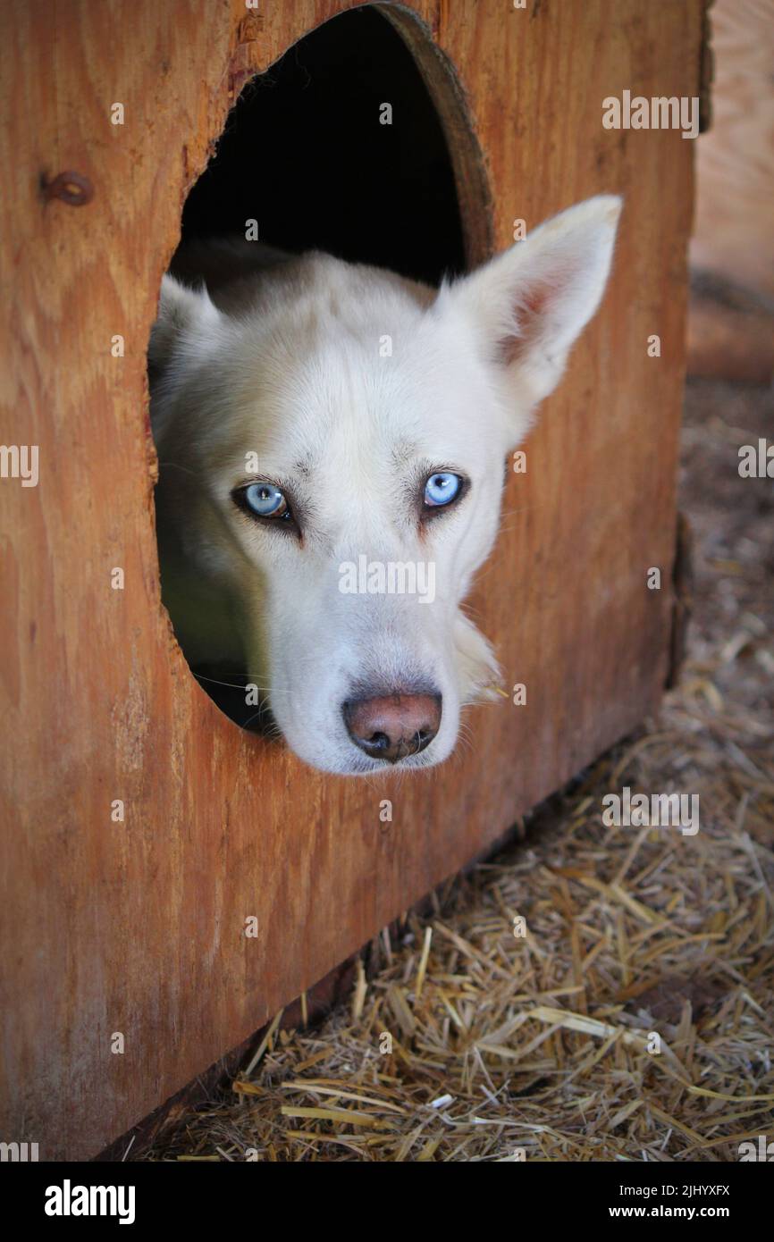 Blue-eyed white husky dog looking out of wooden dog house, in the Indigenous community of Colville Lake, Northwest Territories, Canada Stock Photo
