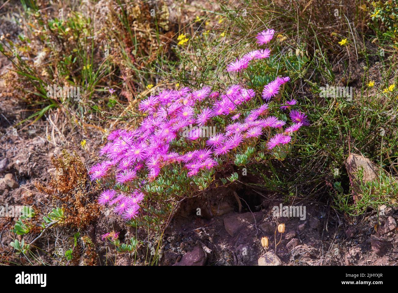 Pink trailing ice plant flowers growing on rocks on Table Mountain, Cape Town, South Africa. Lush landscape of shrubs, colorful flora and plants in a Stock Photo
