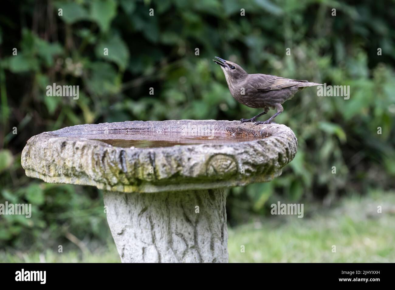 Juvenile Starling Sturnus vulgaris perching on the rim of a garden bird bath to drink water during a warm summer day Stock Photo
