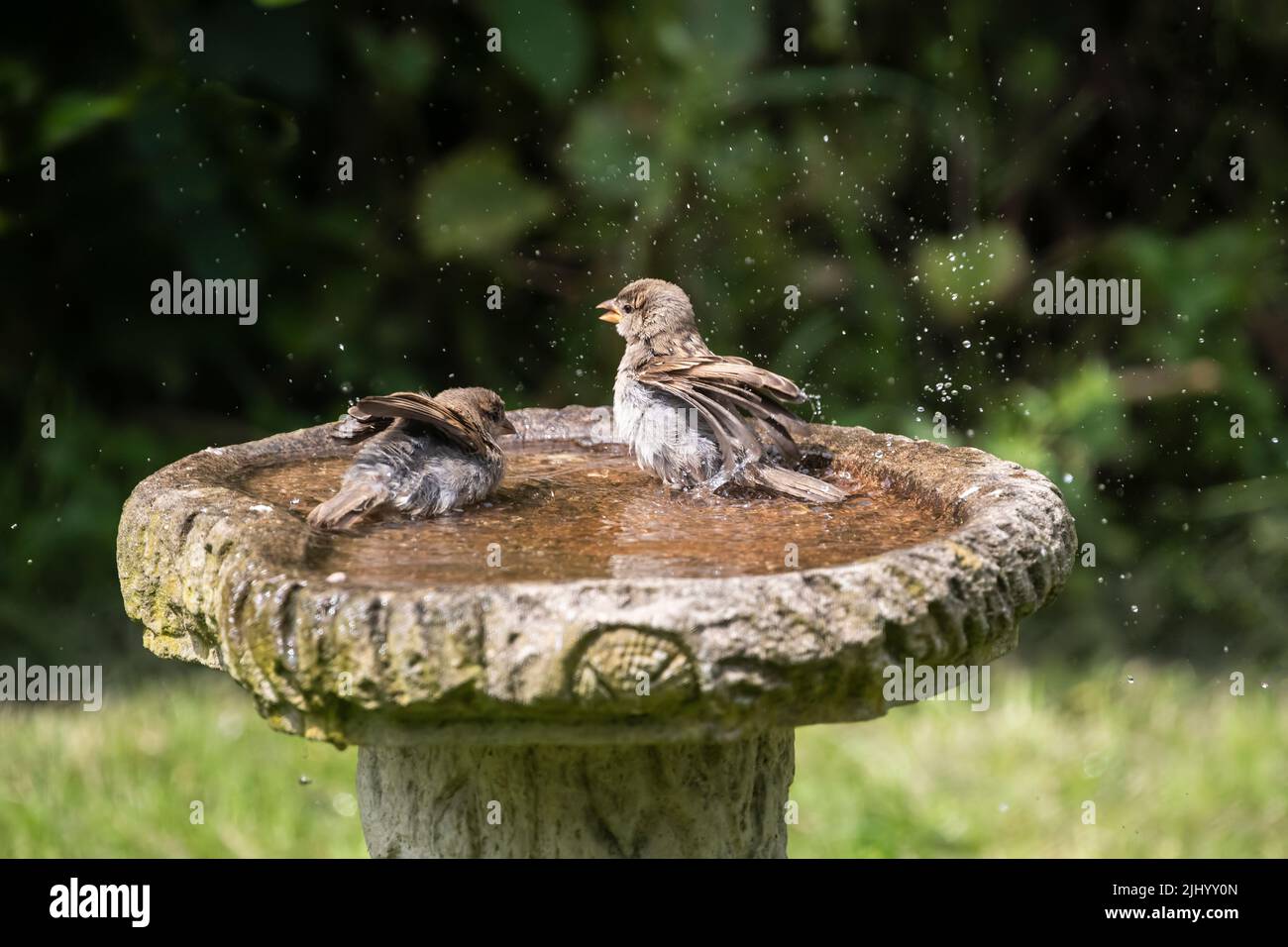 Two juvenile house sparrows Passer domesticus splashing in a garden bird bath in mid summer in West Yorkshire U.K. Stock Photo