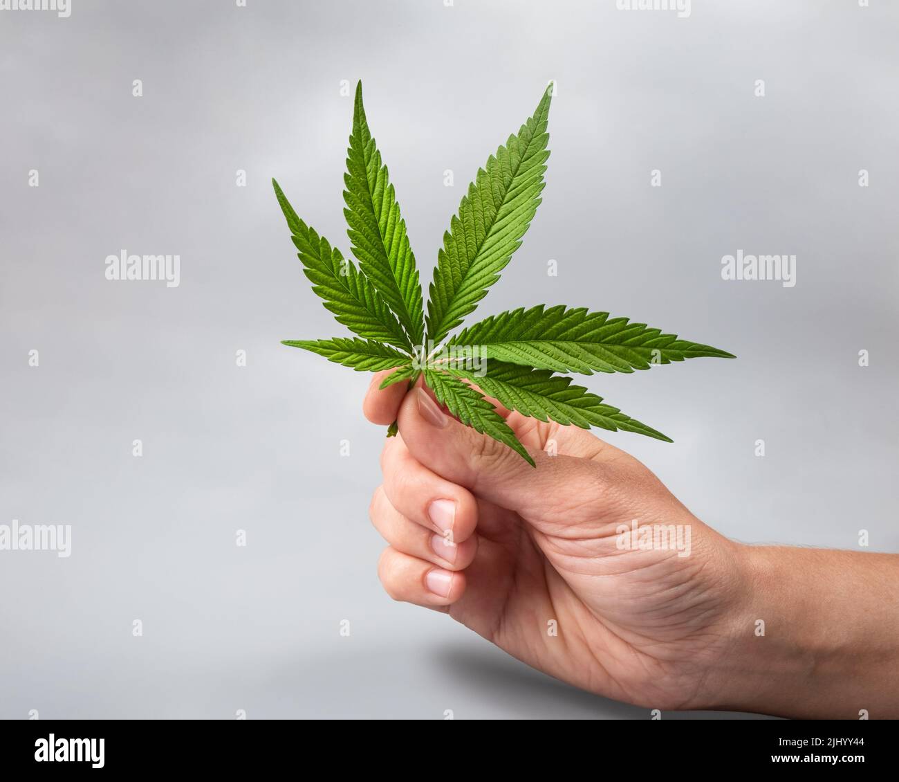 green cannabis leaf in hand on gray background, marijuana legalization. Stock Photo