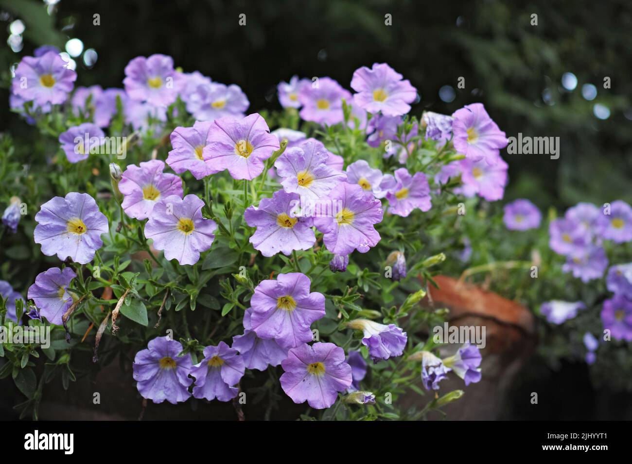 A closeup of blossoming Petunia flowers and plants in a backyard garden on a spring day. A beautiful, vibrant purple flora bed with green leaves in a Stock Photo