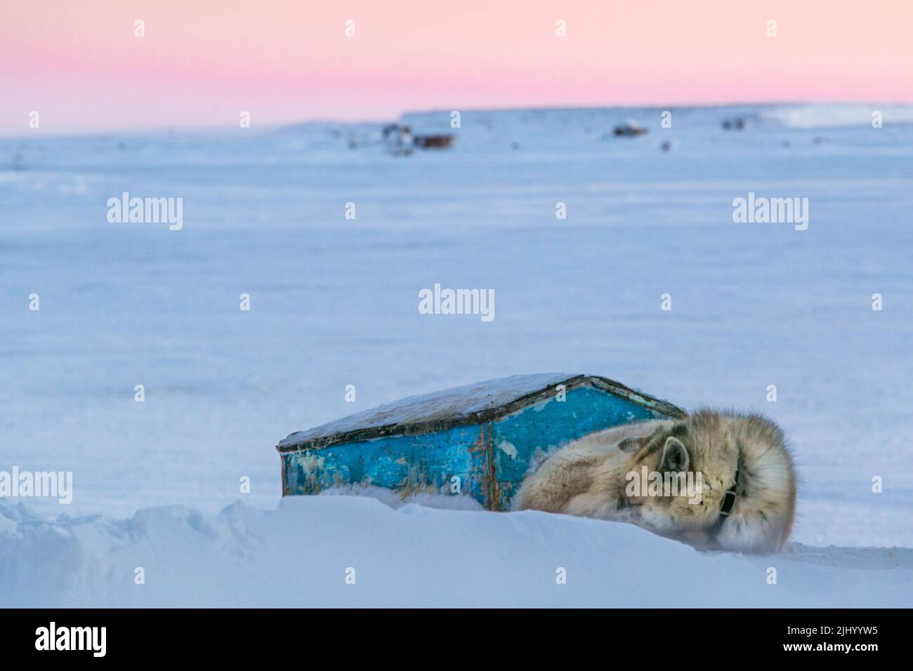 White husky dog curled up on the snow beside its wooden dog house in winter, in the Inuvialuit community of Tuktoyaktuk, Northwest Territories, Canada Stock Photo