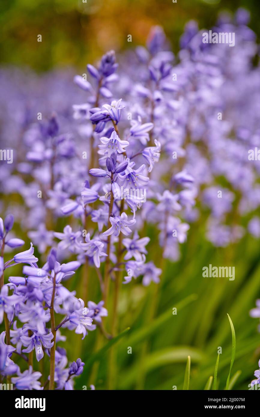 Bluebell flowers in a backyard garden in spring. Scilla siberica