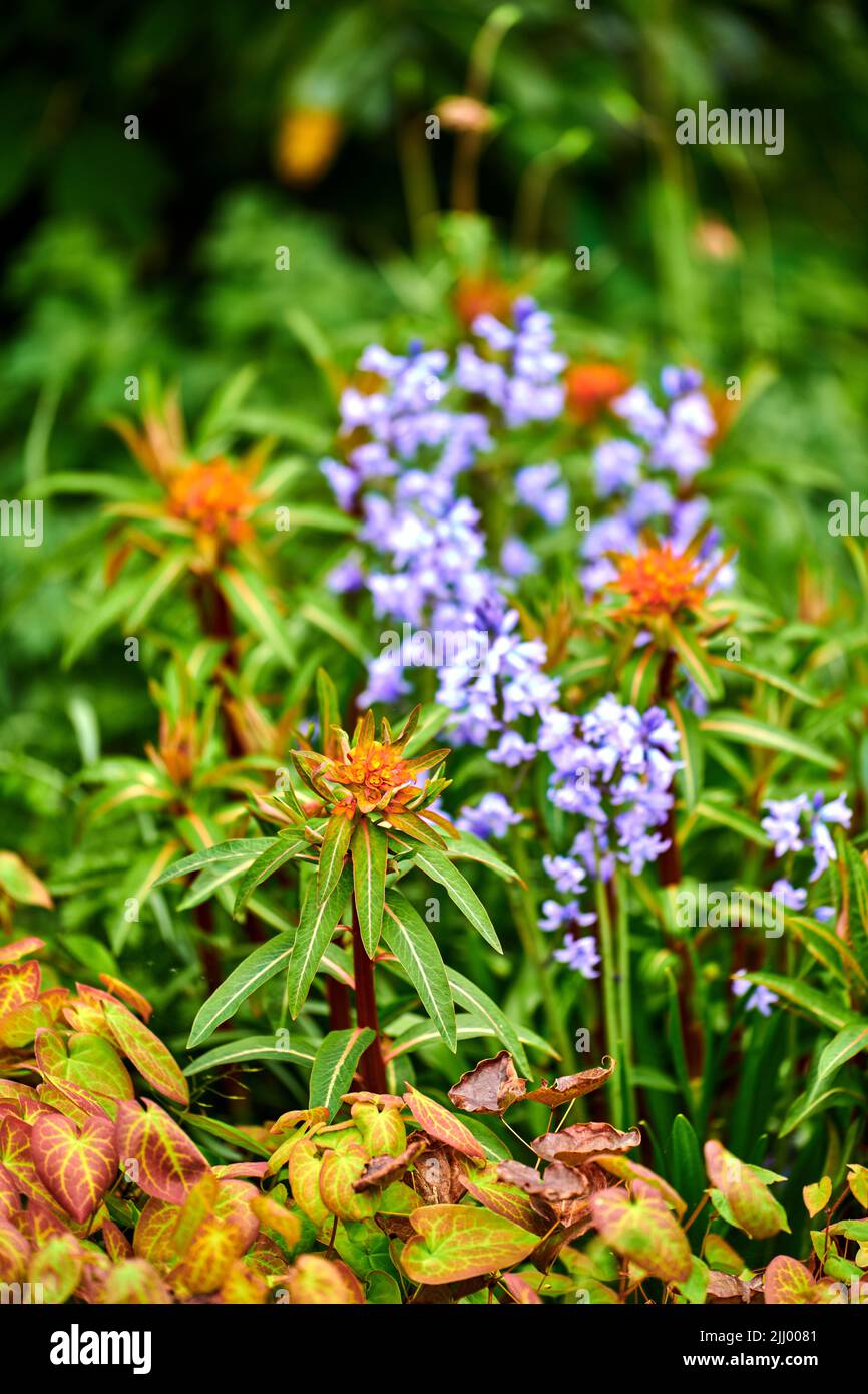 Peking spurge and spanish bluebell flower blooming in a vibrant green garden outdoors on a spring day. Beautiful lush foliage in a park. Colorful Stock Photo