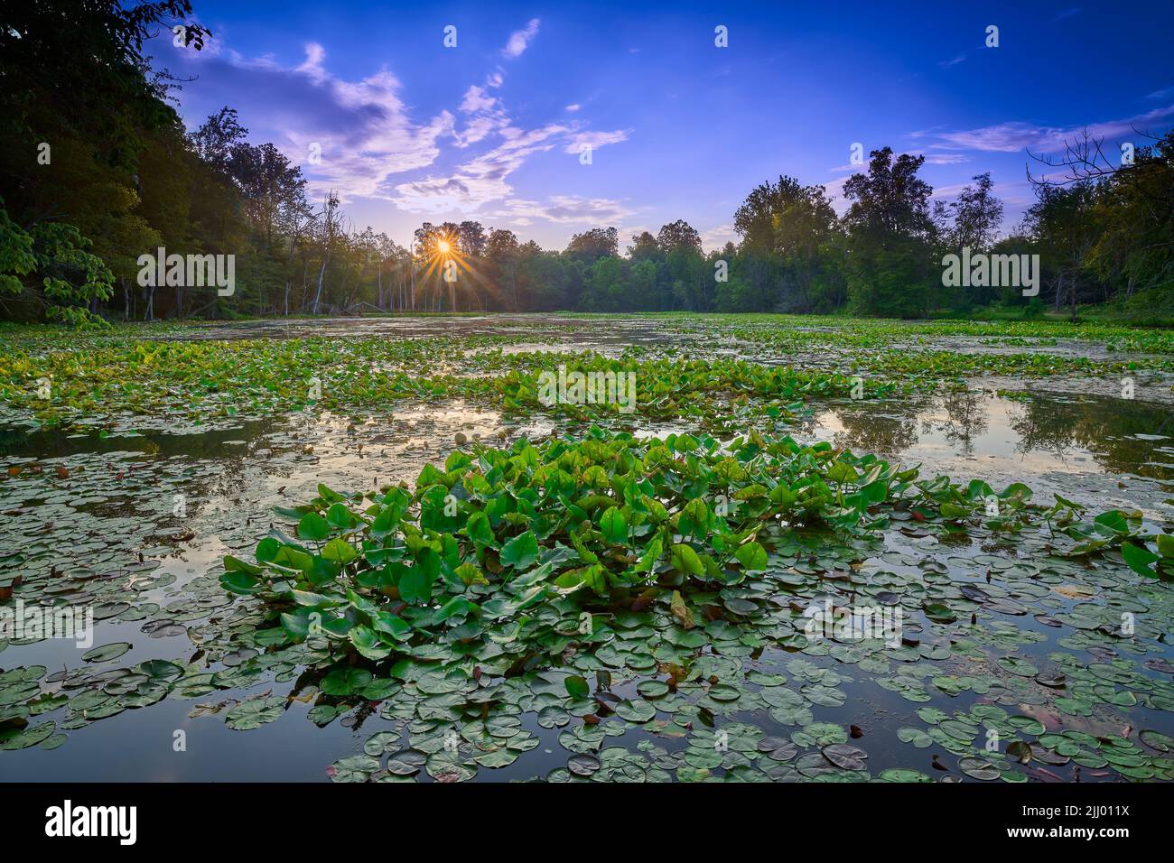 Sunrise over a pond filled with water lilies. Stock Photo