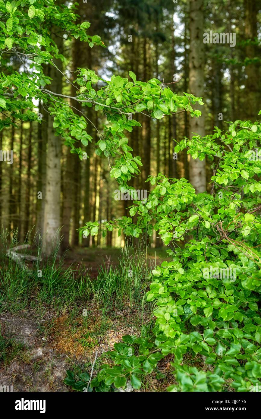 Green leaves of wild beech trees growing in a forest or woodlands with