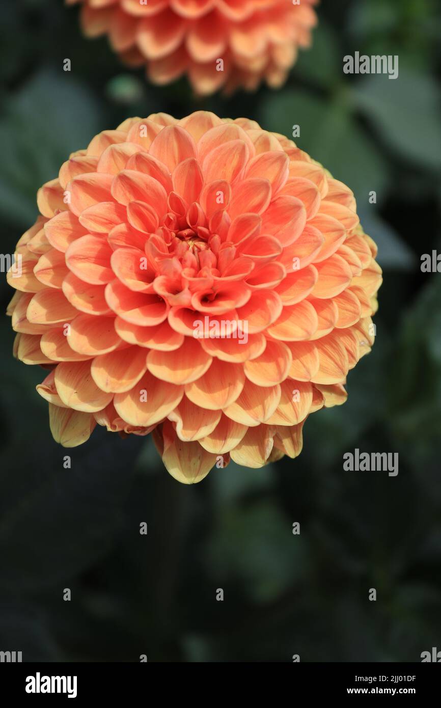 A closer view of a flower dahlia located in a local botanical garden Stock Photo