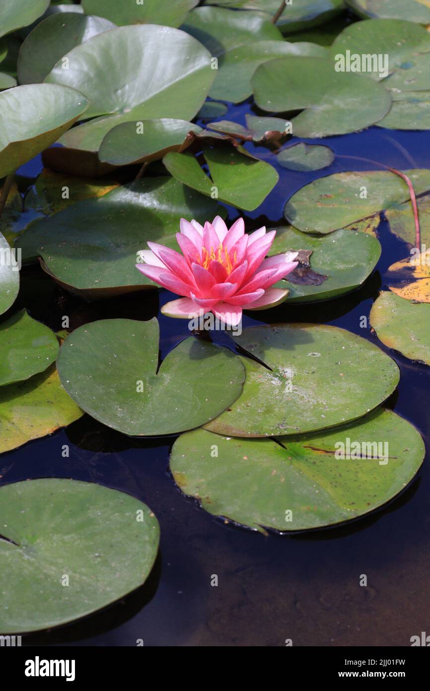 Pink water lily with attempts of red in a landscaped space Stock Photo