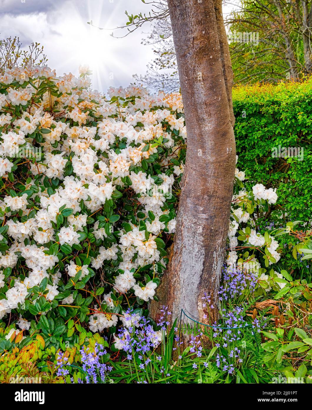 Rhododendron Dora Amateis blooming in a magical garden with a bright sunbeam in the cloudy sky. Beautiful white flowers blossoming in a bush near a Stock Photo