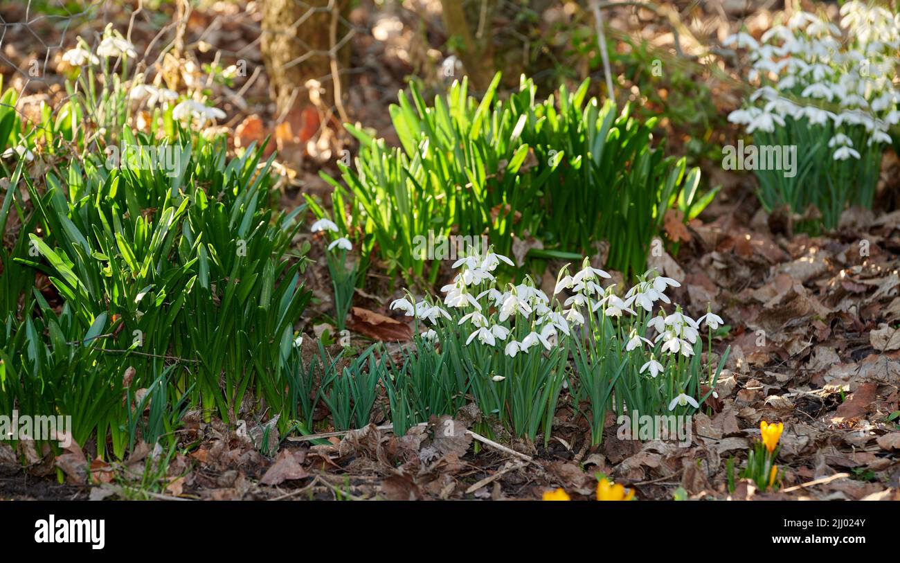 Beautiful white common snowdrop flower growing and thriving in a forest with fallen leaves in autumn. Galanthus nivalis blossoming, blooming and Stock Photo