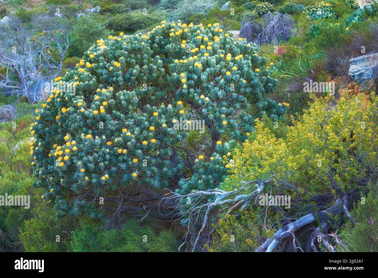 Yellow fynbos flowers and other plant species growing on Table Mountain, Cape Town in South Africa. Green bushes and shrubs along a hiking trail in a Stock Photo