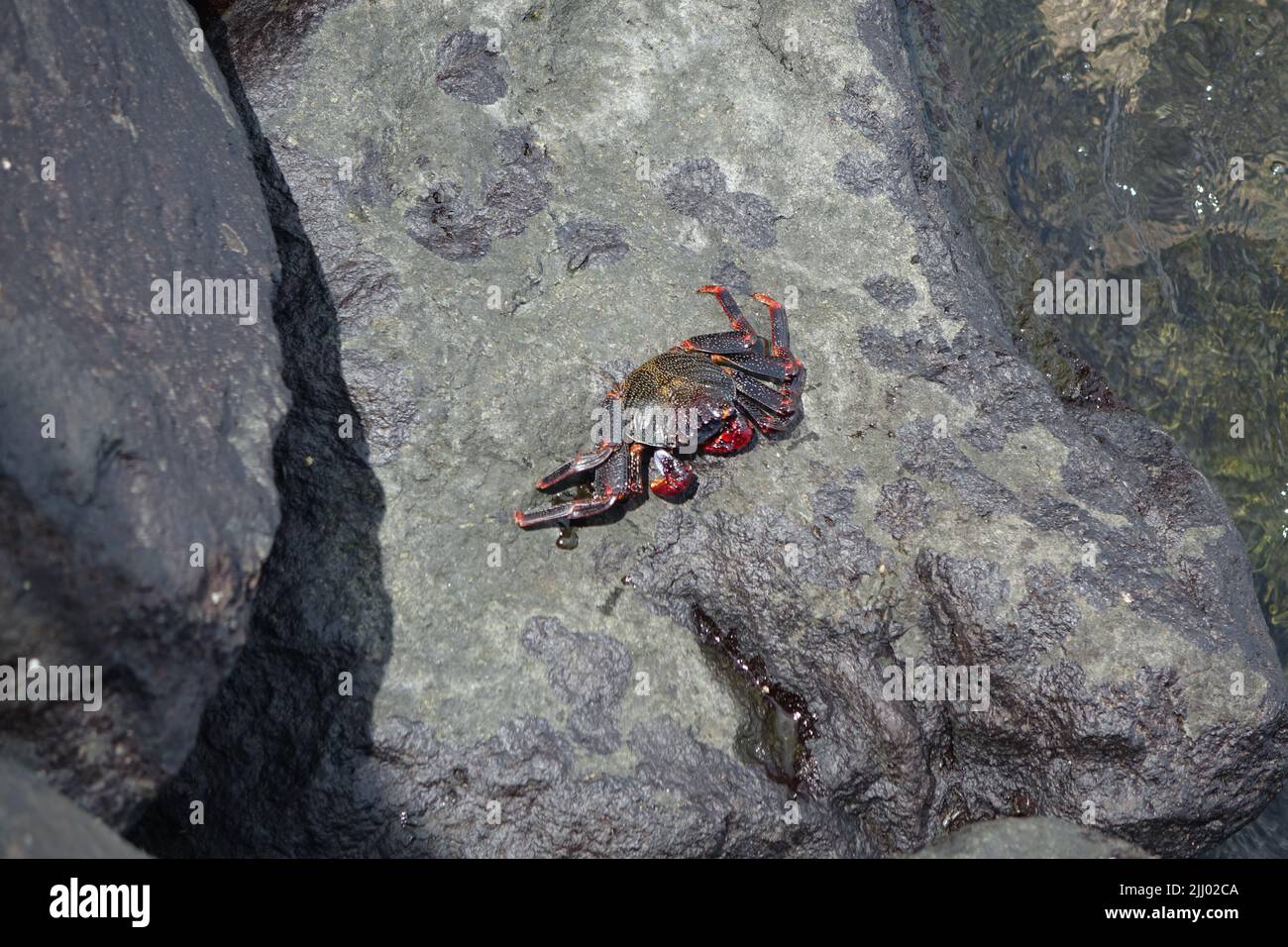 A top view of Red rock crab on a gray rock on Sao Miguel island in Portugal Stock Photo