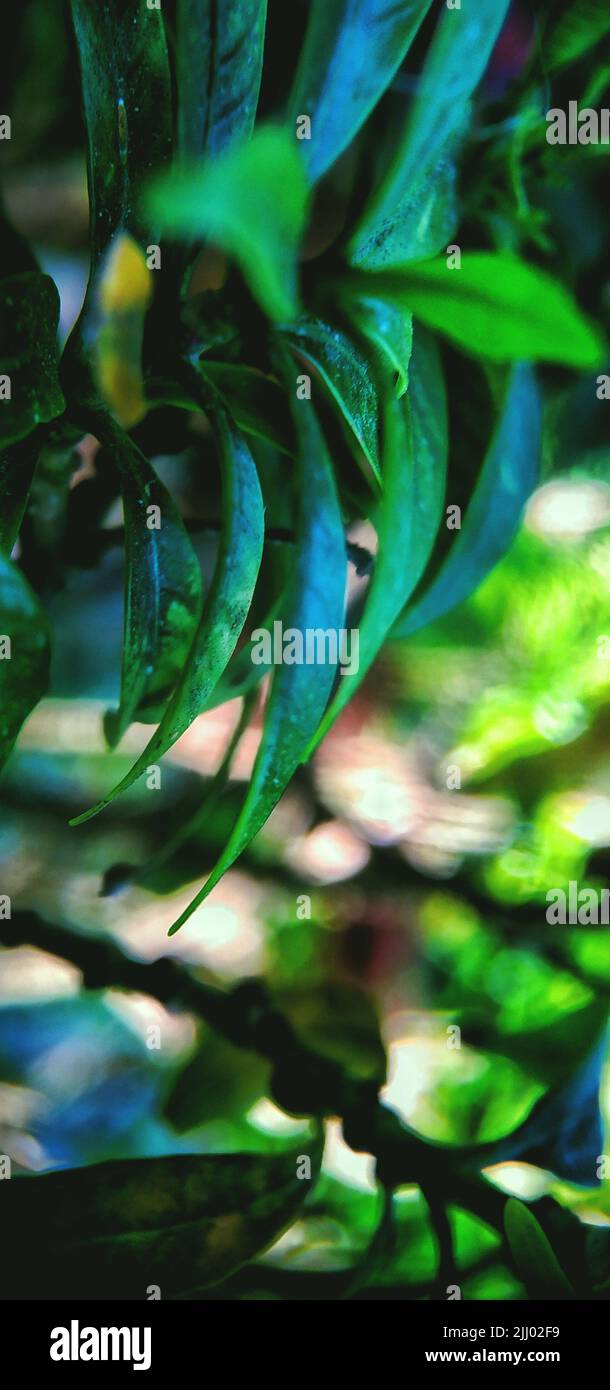 A vertical selective focus shot of green Alyxia stellata leaves on blur background Stock Photo