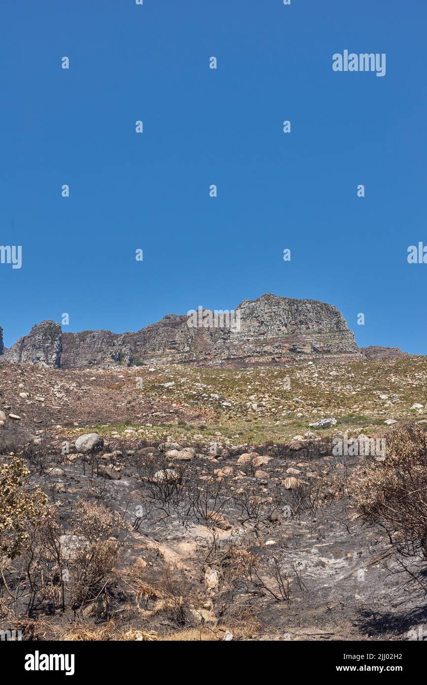 The aftermath of a natural mountain landscape destroyed by wildfire destruction on table mountain in Cape Town, South Africa. Burnt bushes, shrubs Stock Photo