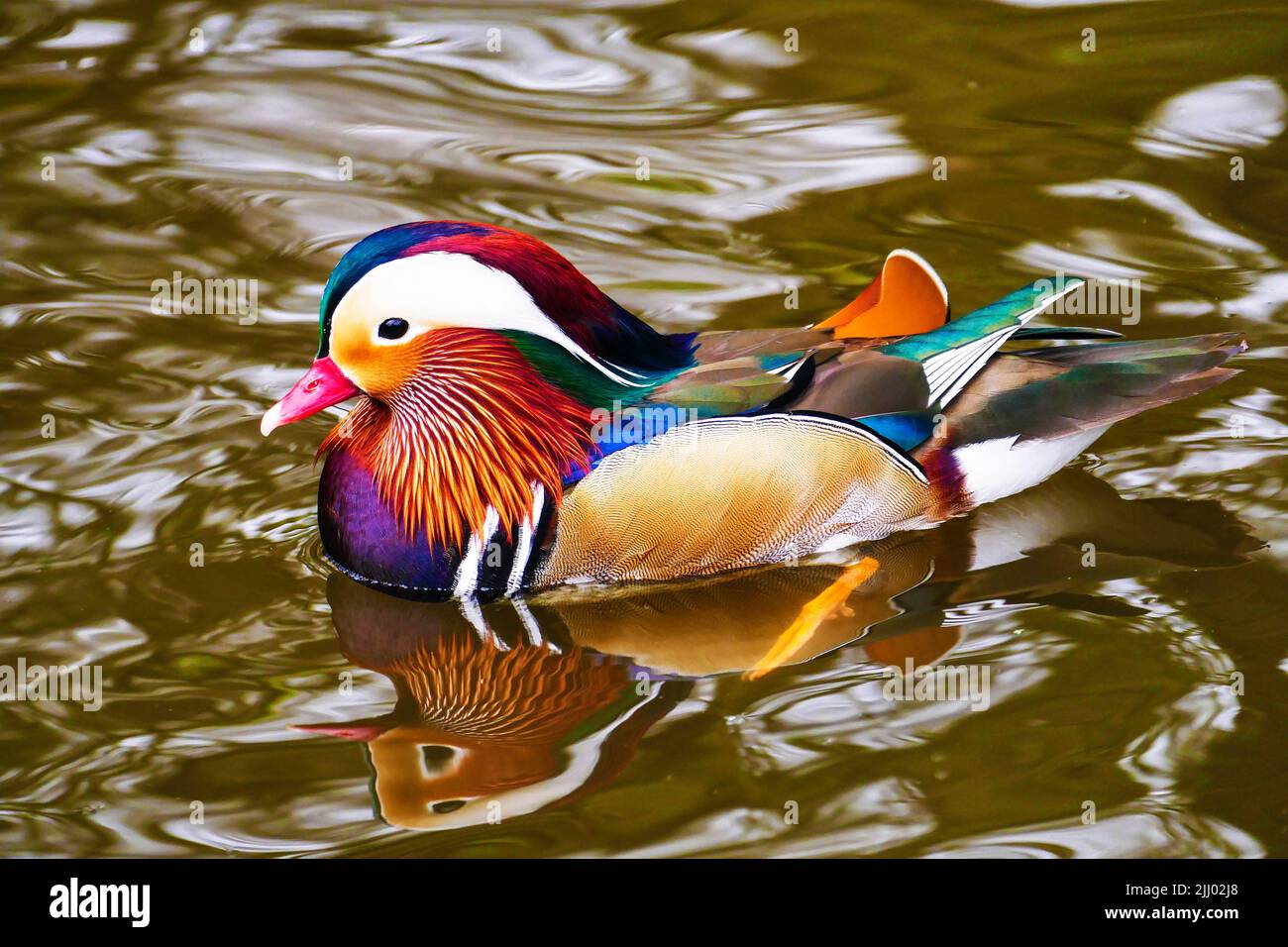 A colourful Mandarin duck on Connaught Water, Epping Forest, Essex Stock Photo