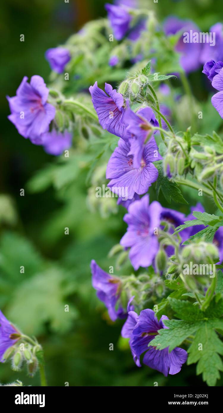 Himalayan cranesbill flowers, a species of geraniums growing in a field or botanical garden. Plants with vibrant leaves and violet petals blooming and Stock Photo