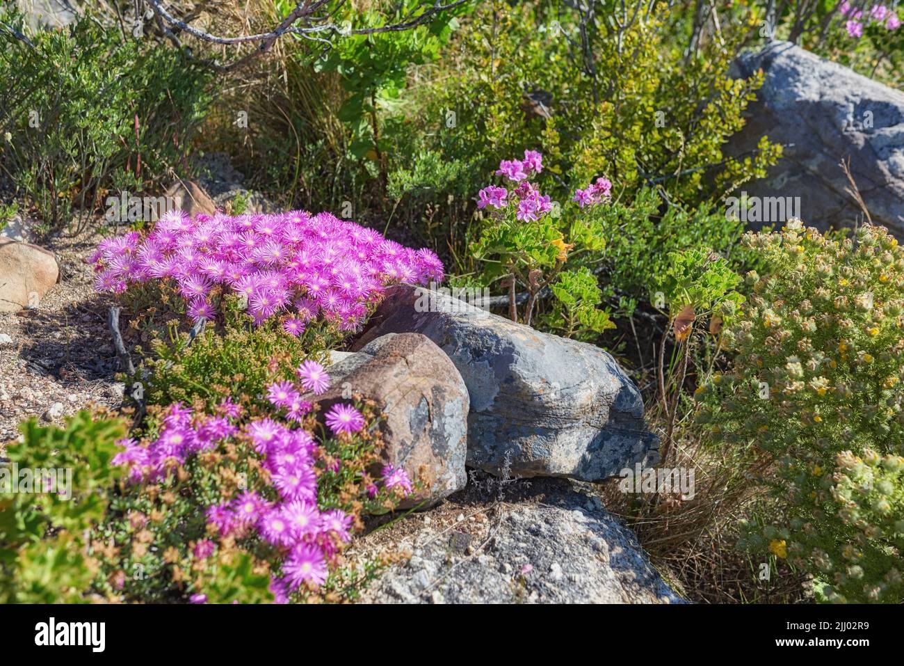 Pink aster fynbos flowers growing on rocks on Table Mountain, Cape Town, South Africa. Lush landscape of shrubs with colorful flora and plants in a Stock Photo
