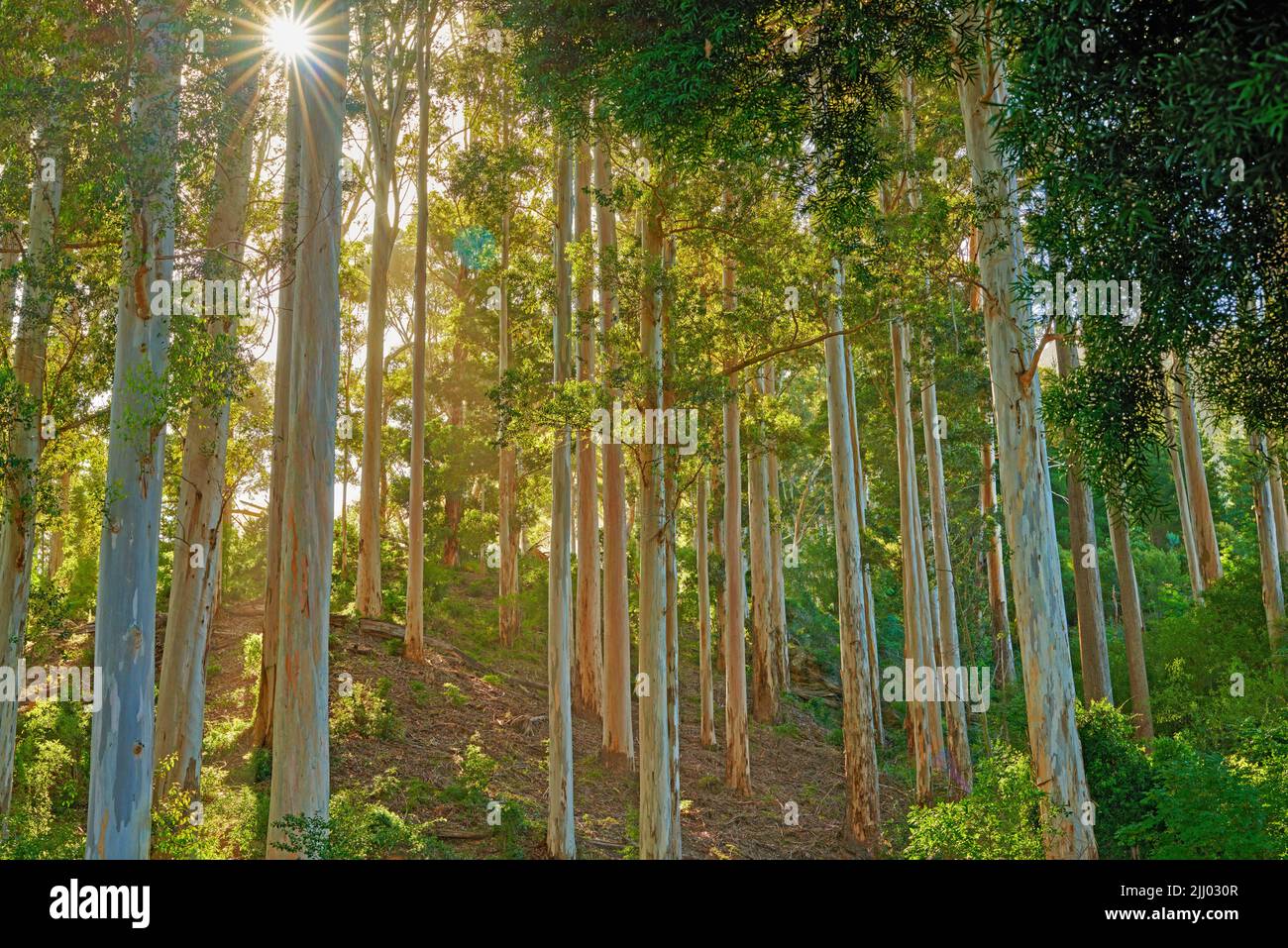 Wild trees growing in a forest with lush plants and lens flare. Scenic landscape of tall wooden trunks and blooming green leaves on a sunny day Stock Photo