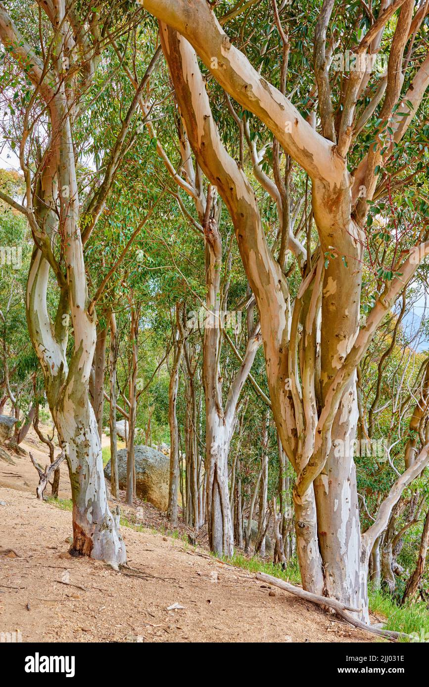 Wild old trees growing in a forest or mountain slope. Scenic landscape of tall and big wooden trunks with lush green leaves in nature during spring Stock Photo