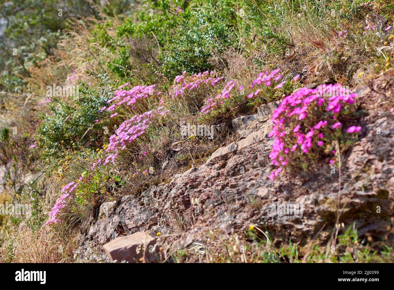 Beautiful Trailing Ice plants and green lush bushes growing peacefully on a mountain in Cape Town. Large area of wilderness in rural landscape with Stock Photo