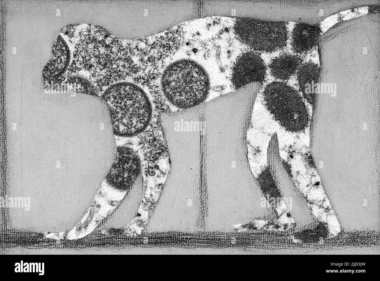 Artistic black and white Illustration with monkeypox virus overlaid onto a monkey silhouette, filled with monkeypox virus. Symbol of monkeypox virus. Stock Photo