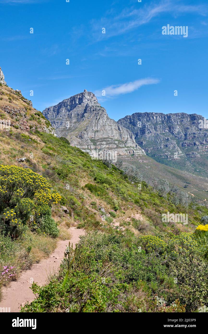 Scenic hiking trail through plants and shrubs along Table Mountain with