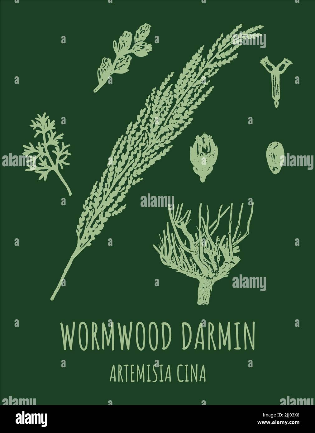 DARMIN Wormwood (Artemisia cina) illustration. Wormwood branch, leaves and wormwood flowers. Cosmetics and medical plant. Stock Photo