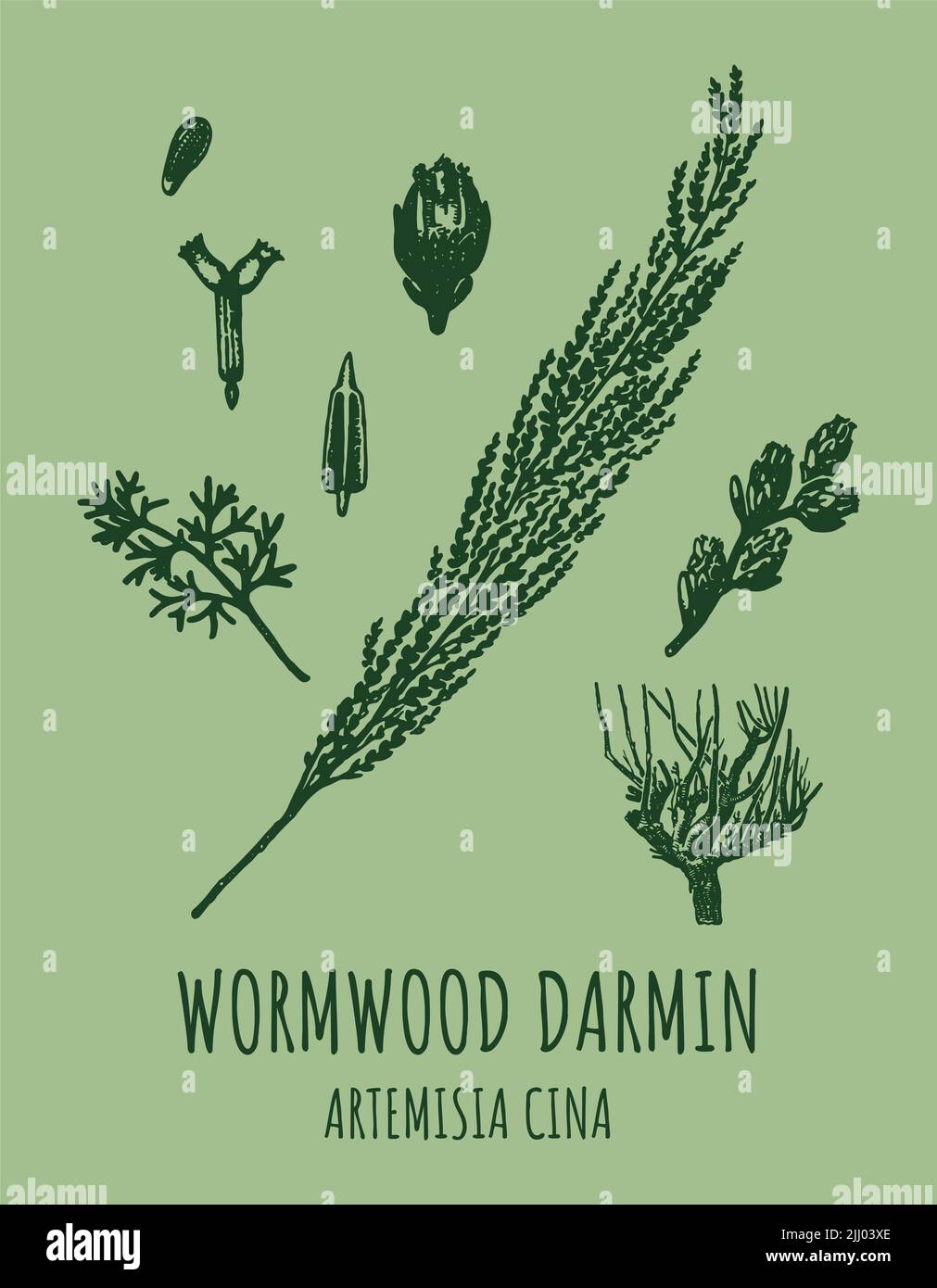 DARMIN Wormwood (Artemisia cina) illustration. Wormwood branch, leaves and wormwood flowers. Cosmetics and medical plant. Stock Photo