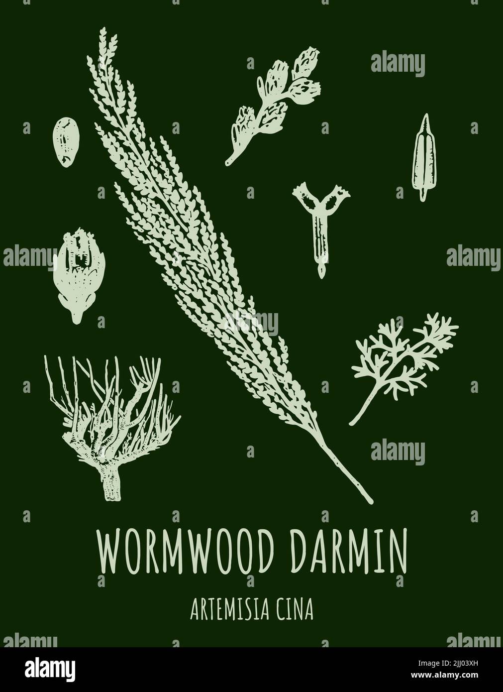 DARMIN Wormwood (Artemisia cina) illustration. Wormwood branch, leaves and wormwood flowers. Cosmetics and medical plant. Stock Photo