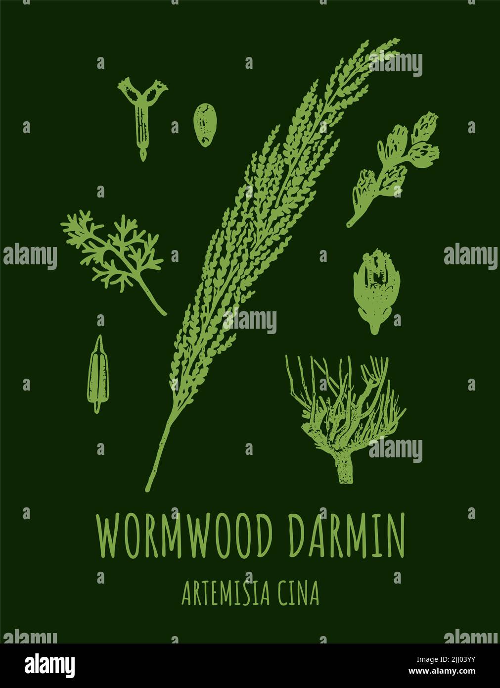 DARMIN Wormwood (Artemisia cina) illustration. Wormwood branch, leaves and wormwood flowers. Cosmetics and medical plant. Stock Photo