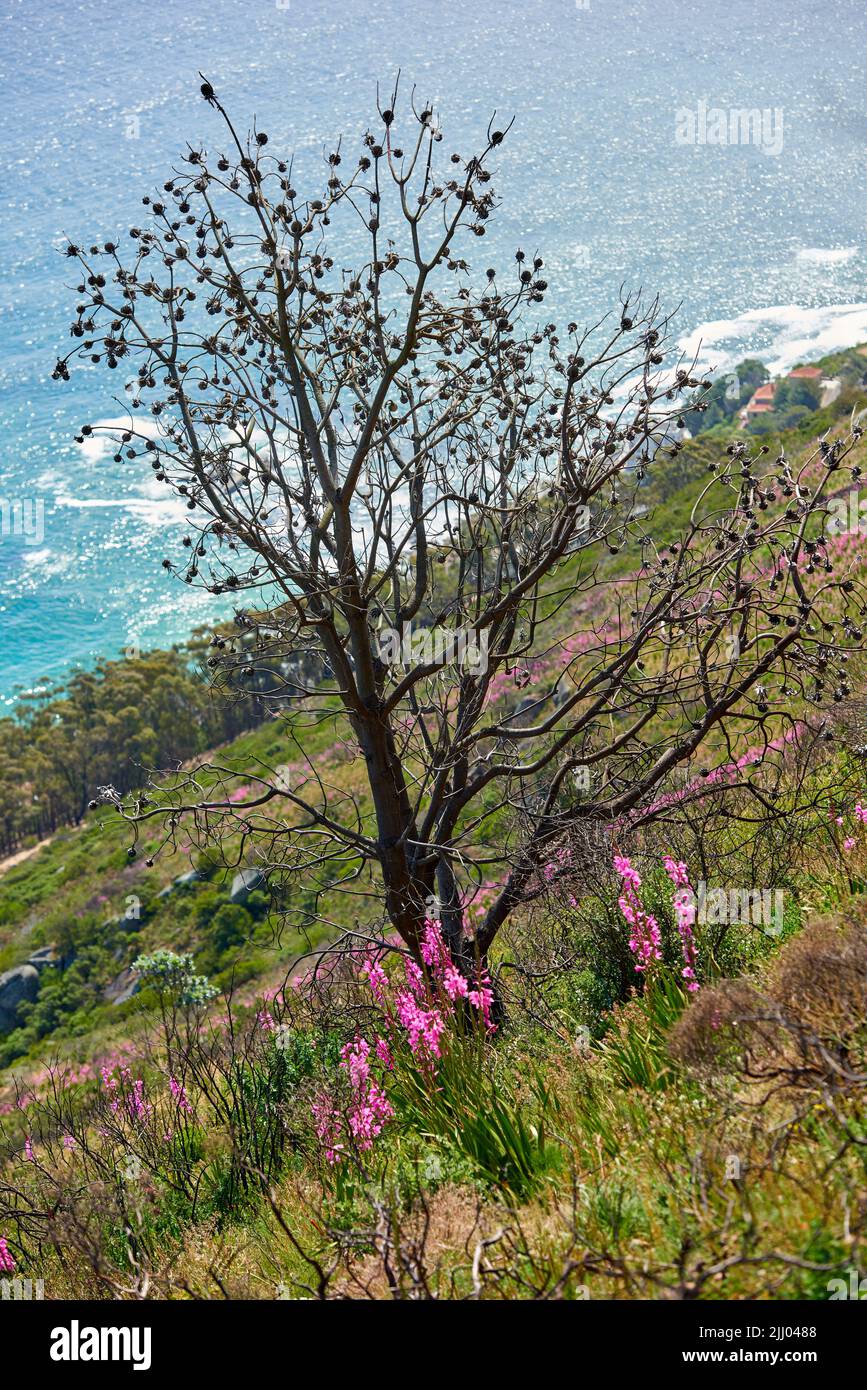 Scenic view of trees, flowers and green shrubs on a steep mountain hill with ocean background. Beautiful landscape of wild grass and plants growing Stock Photo