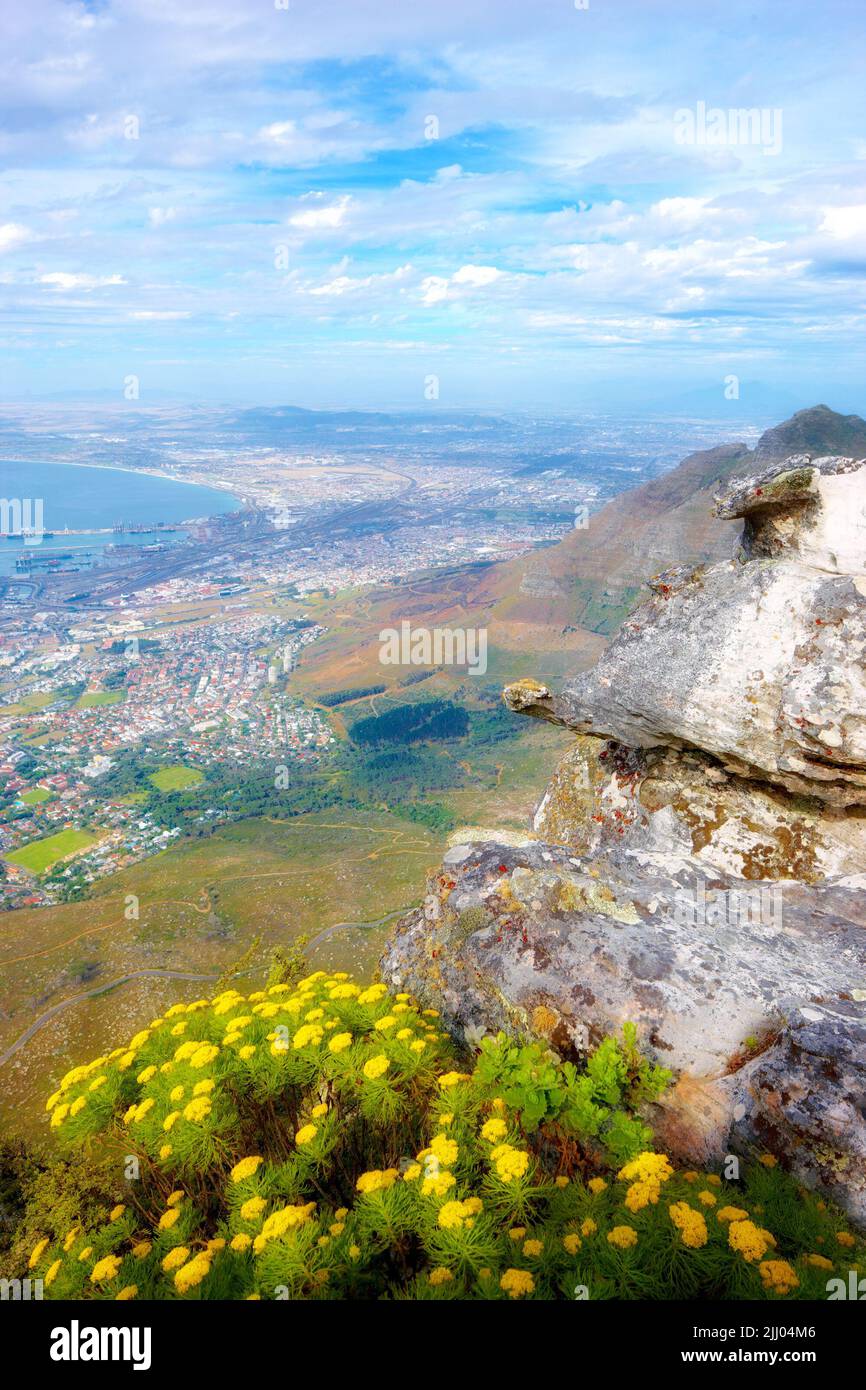 View of yellow fynbos flowers on Table Mountain in Cape Town, South Africa. Scenic landscape of a coastal city surrounded by nature and lush plants Stock Photo