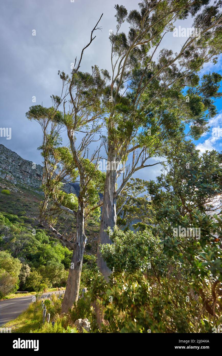 Beautiful park trees bushes hi-res stock photography and images - Alamy