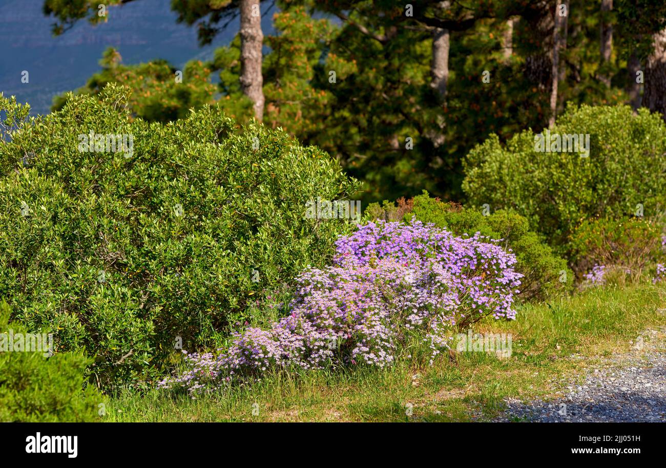 Lush landscape with colorful flowers and plant shrubs growing on a mountain on a sunny day outside. Swan river daisy or brachyscome iberidifolia Stock Photo