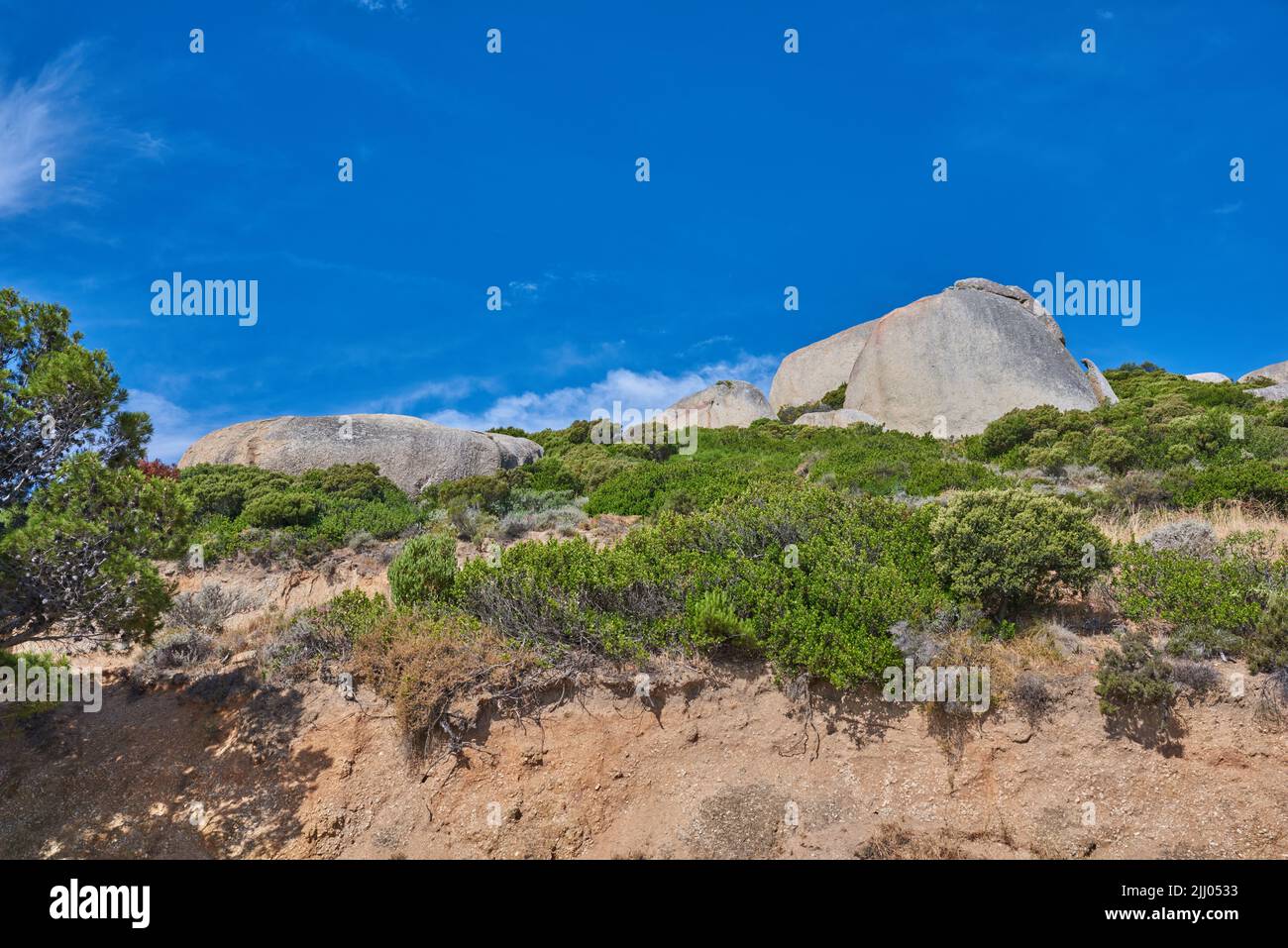 Plants and shrubs growing on a cliff on Table Mountain in Cape Town in South Africa with a clear blue sky copy space above. Lush bushes in a rocky Stock Photo