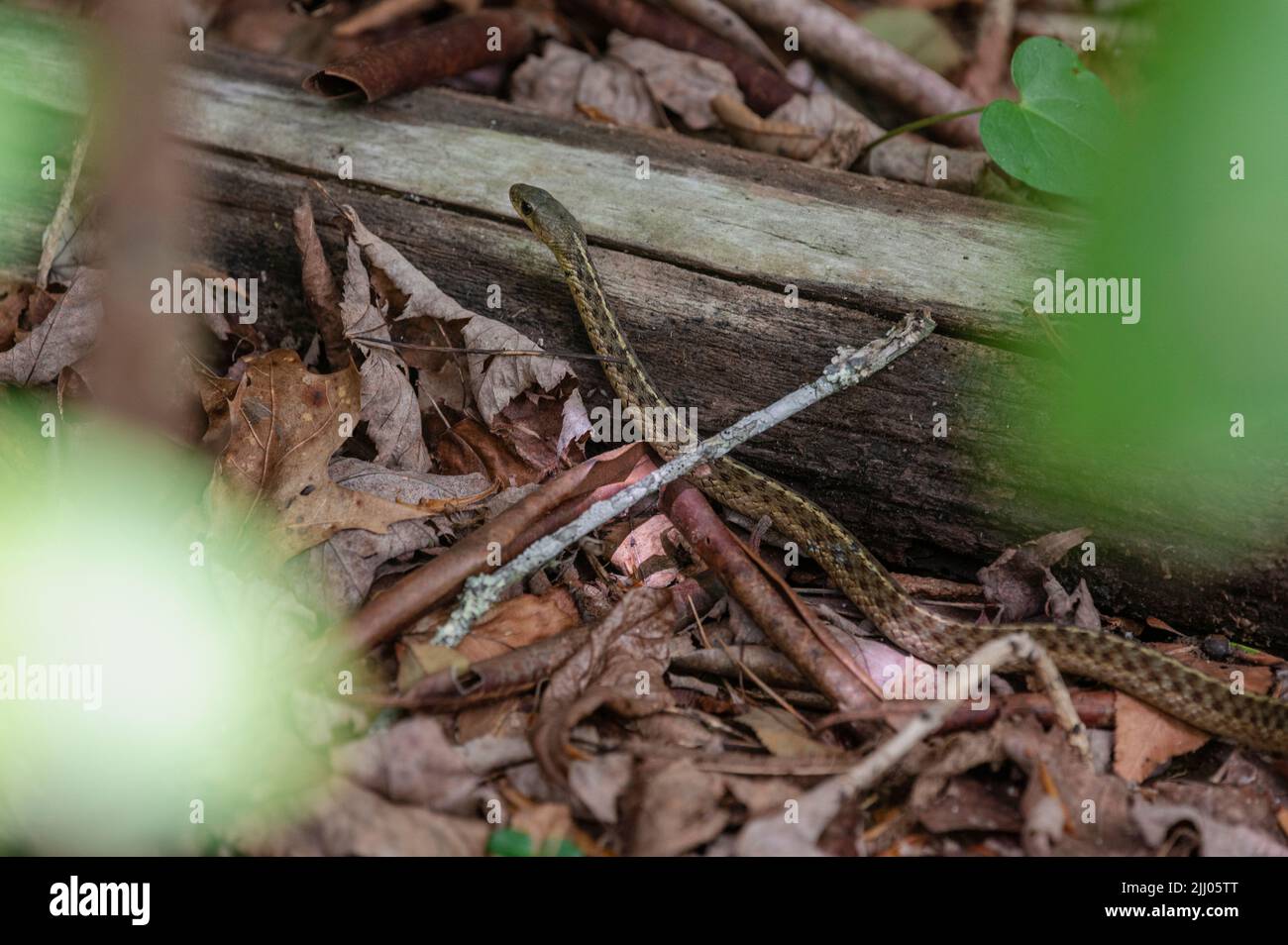 Garter Snake (Thamnophis sirtalis) on the forest floor, Blue Ridge