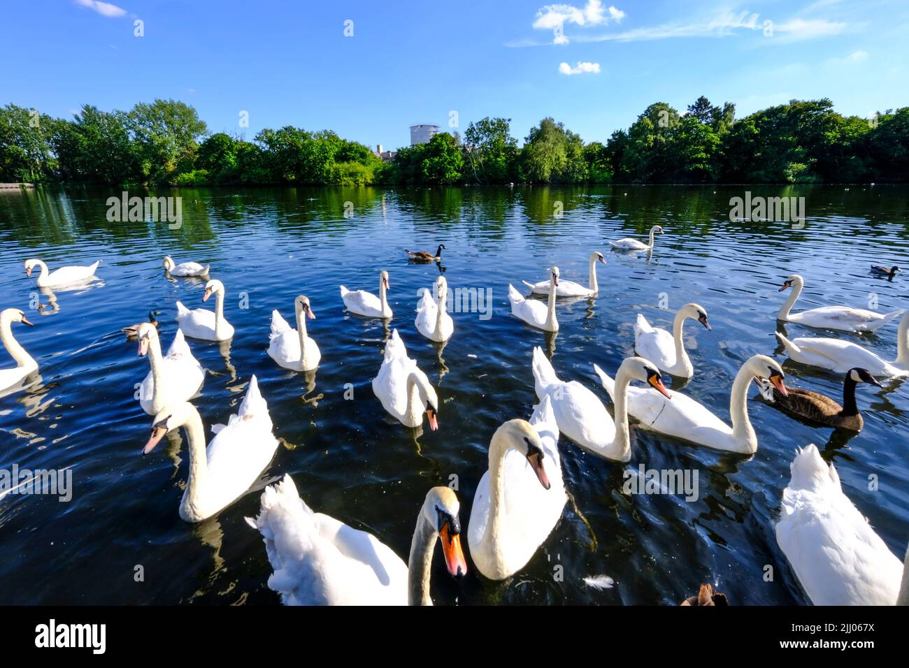 Swans on Snaresbrook pond, Wanstead, London E11 Stock Photo