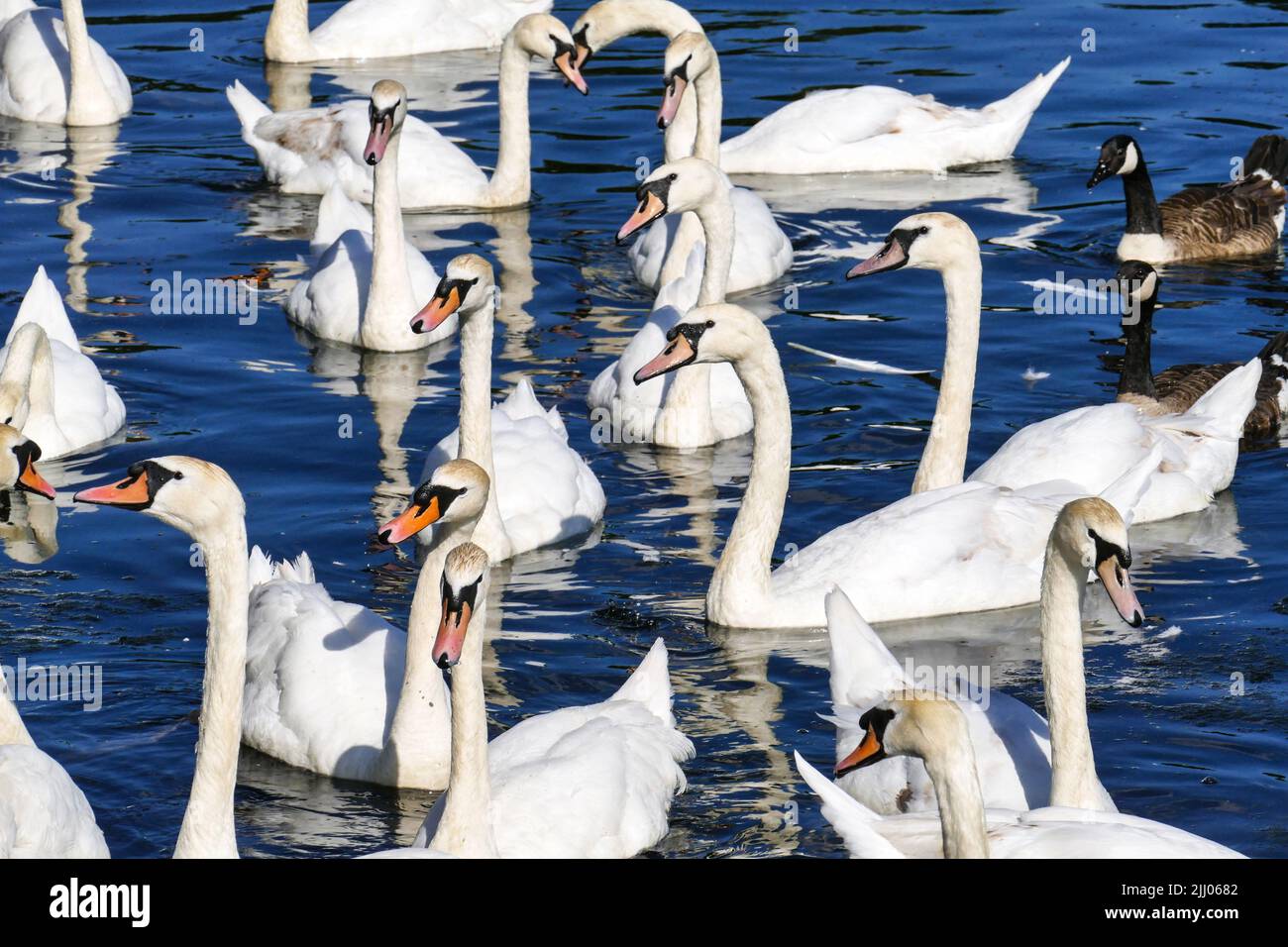 A group of swans on Snaresbrook Pond, Wanstead, London E11 Stock Photo