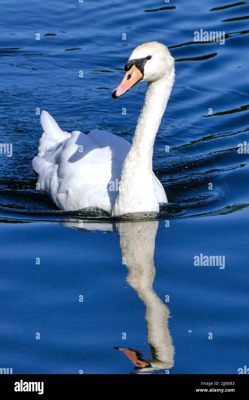 Single swan swimming on lake at Snaresbrook, near Wanstead, London E11 Stock Photo