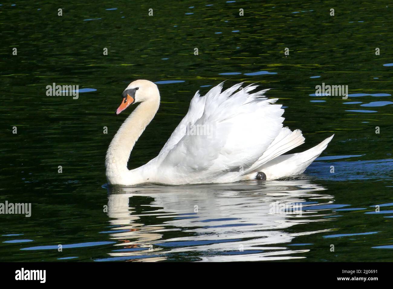 Single swan swimming on lake at Snaresbrook, near Wanstead, London E11 Stock Photo