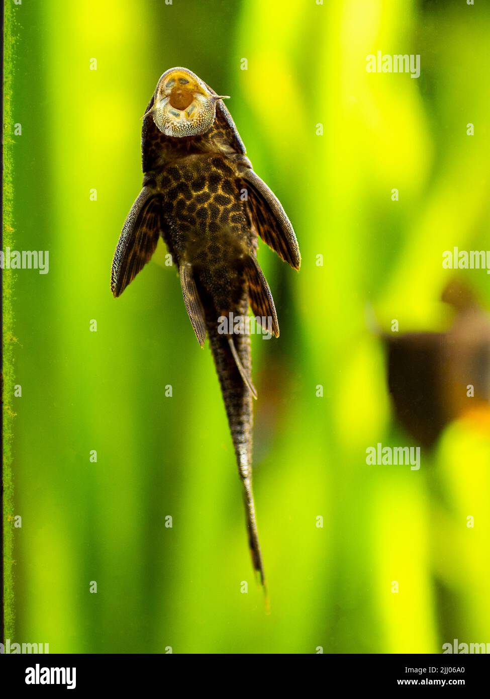 suckermouth catfish or common pleco (Hypostomus plecostomus) eating on the aquarium glass with blurred background Stock Photo