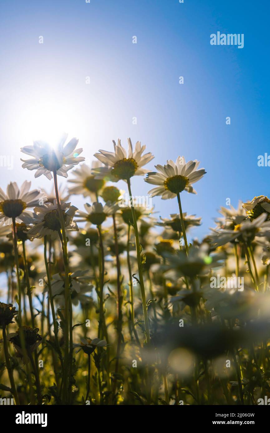 Daisies at ground level hi-res stock photography and images - Alamy, image size:866x1390