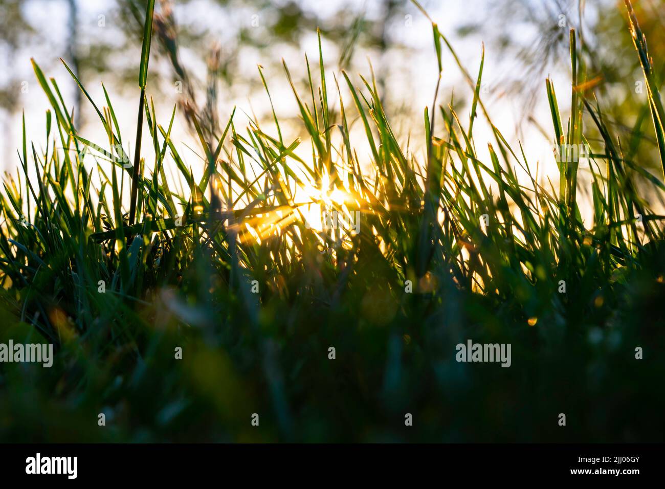 Grasses or crops silhouette with direct sunlight at sunset. Nature